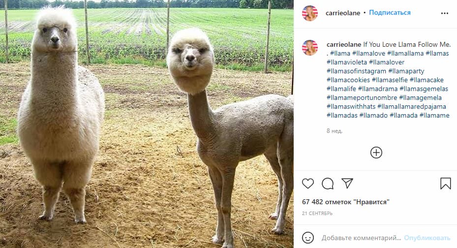 Классные ламы, не так ли