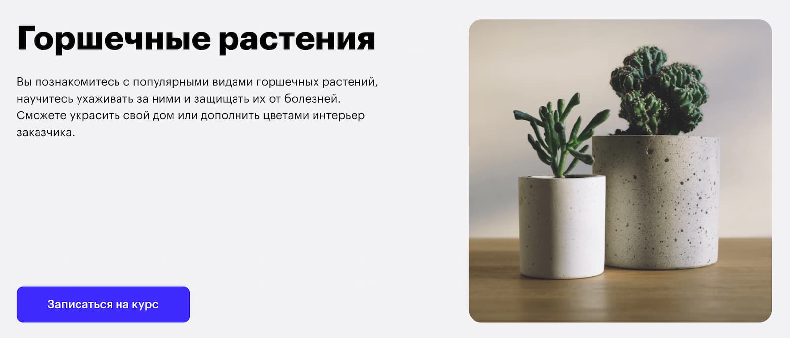 Записаться на курс «Горшочные растения» от Skillbox