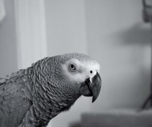 Razrabotchik golosovyh assistentov