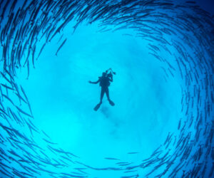 Top kursov avtovoronok prodazh 10 e1611666049158