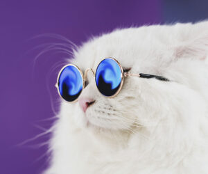 Kak pereyti na udalyonnuyu rabotu