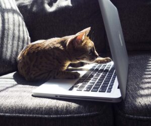 Pochemu stanovyatsya programmistami i kak popast v it