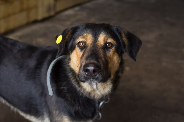 Чипированный пес