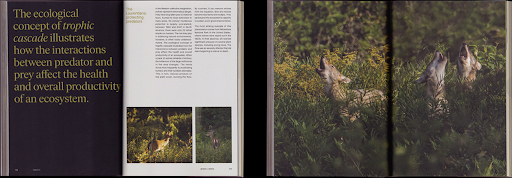 Курс: Социальная реабилитация и абилитация детей и взрослых — курс переподготовки Дизайн книги