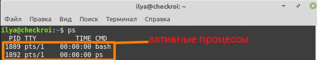 Два активных процесса bash и ps