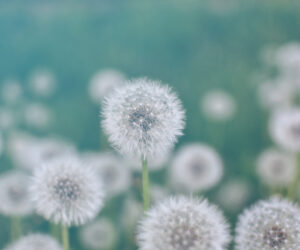 Kursy po emocionalnomu intellektu