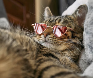 Vsyo o biznes akkaunte v tiktoke