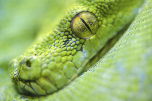 Plyusy i minusy pitona