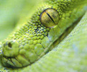 Plyusy i minusy pitona