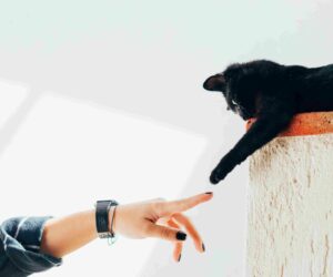 Kursy dlya tvorcheskih professiy