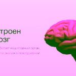 Вячеслав Дубынин, Профессор биологического факультета МГУ им. М.В. Ломоносова